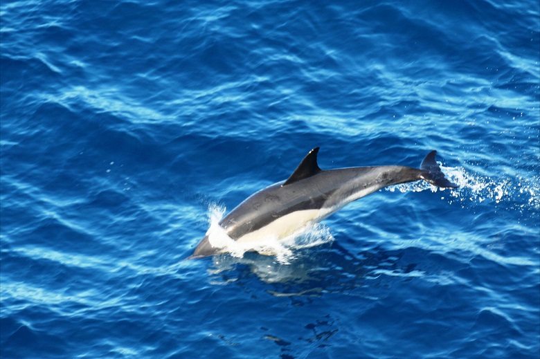 Dolfijn in de Noordzee